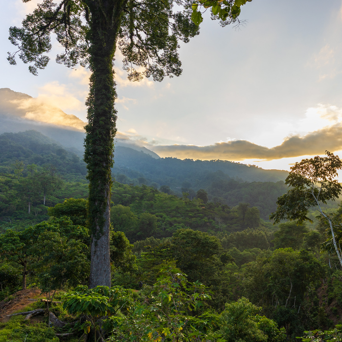 The Chiapas Set